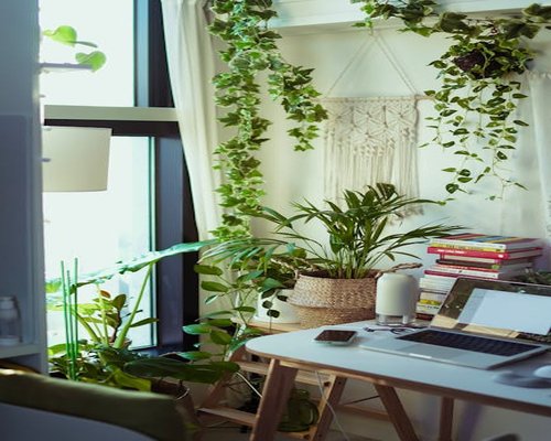 A brightly lit clean creative office workspace in Mexico City featuring beautiful indoor leafy green plants